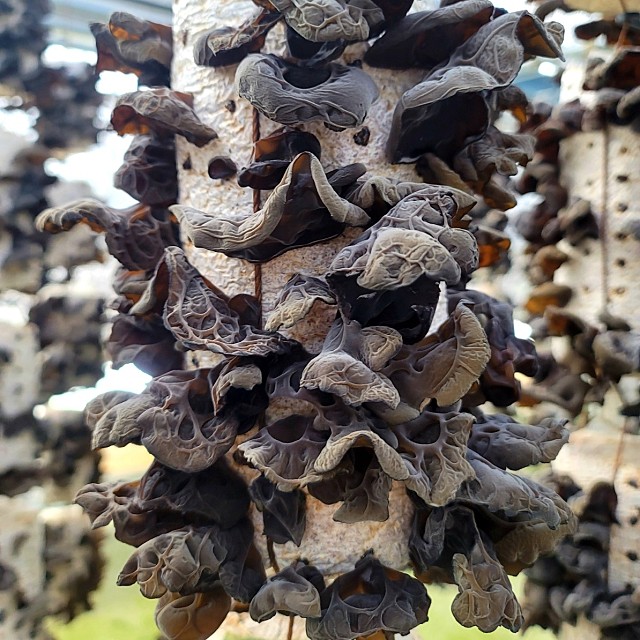국내산 버섯 남도해풍생목이버섯 말린 흑목이버섯 산지직송
