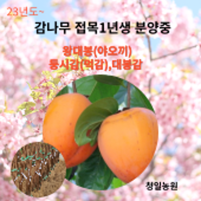 감나무묘목 왕대봉 대봉감 둥시감 접목 1년생 분양중