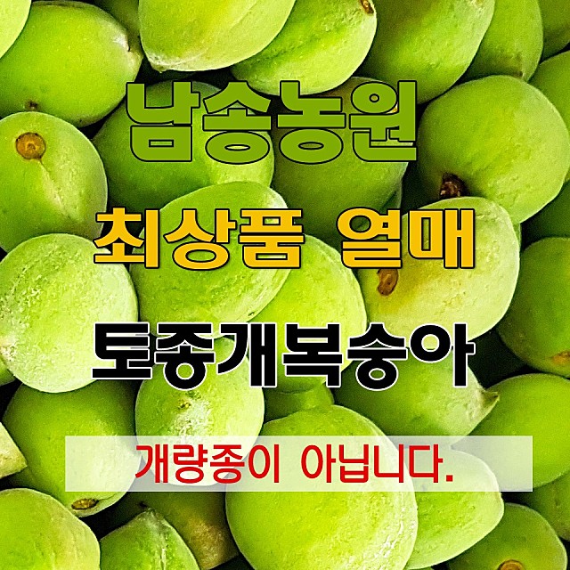 토종개복숭아 / 개복숭아열매 1kg (일반-비세척)