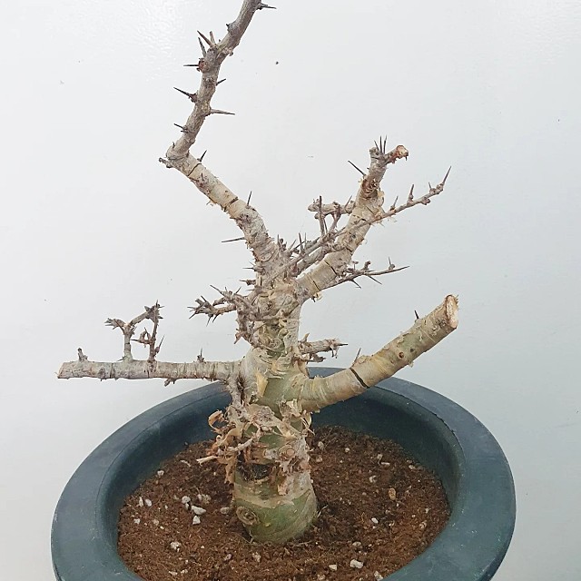 Commiphora myrrha 코미포라 미라