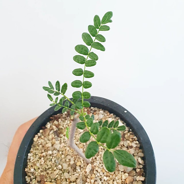 Commiphora monstruosa 코미포라 몬스트로사 : 네이버 블로그