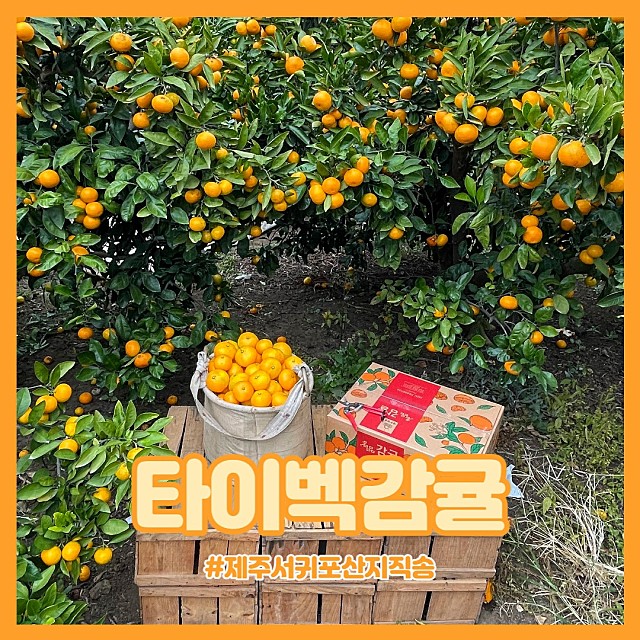 타이벡감귤 혼합/가정용 3KG