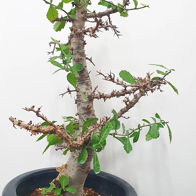 Commiphora myrrha 몰약나무