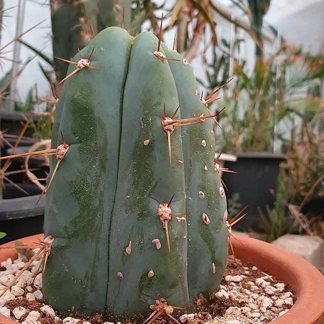 산 페드로 선인장 San Pedro cactus