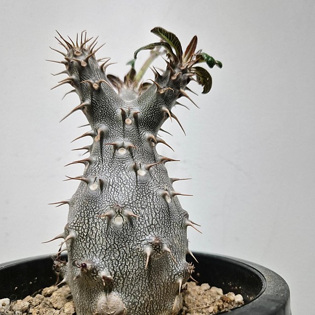 Pachypodium cactipes 칵티페스 : 네이버 블로그