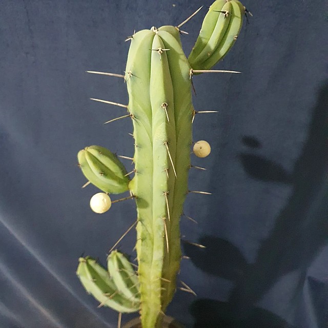Myrtillocactus geometrizans f