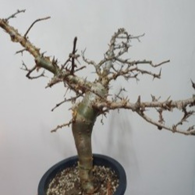Commiphora myrrha 코미포라 미르하
