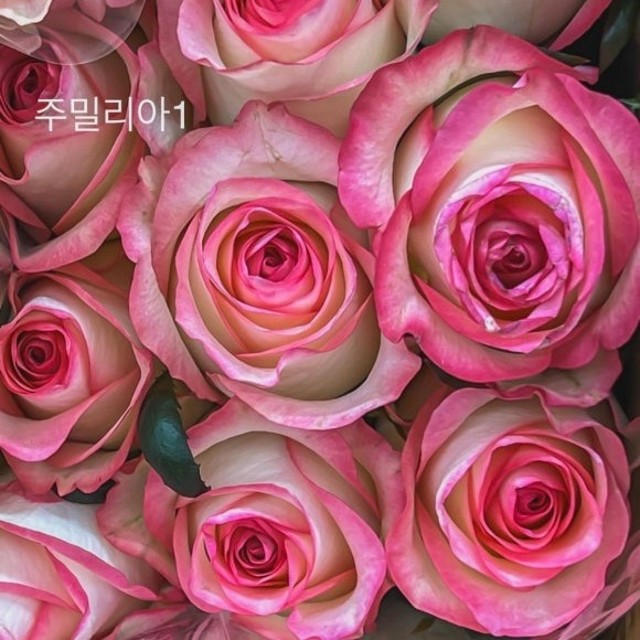 테이블매니저(주) 이미지
