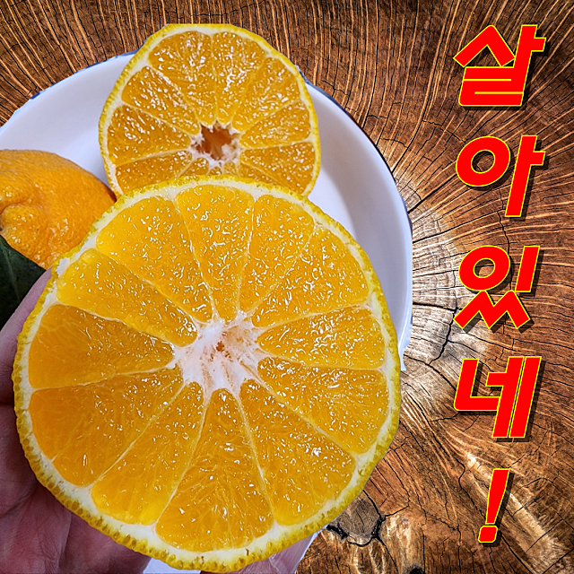 가마골보부 이미지